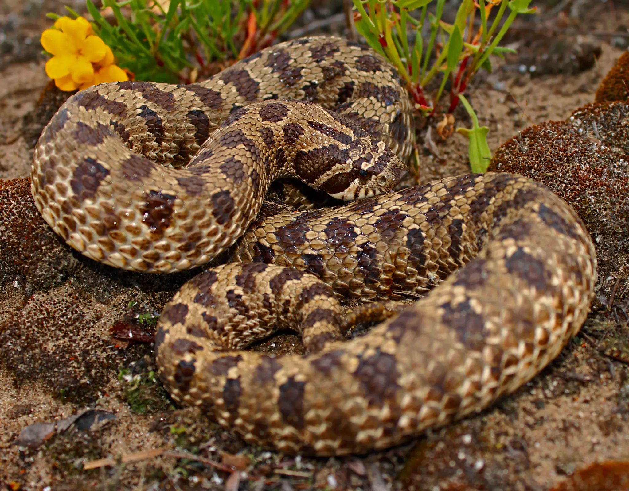 Pancake